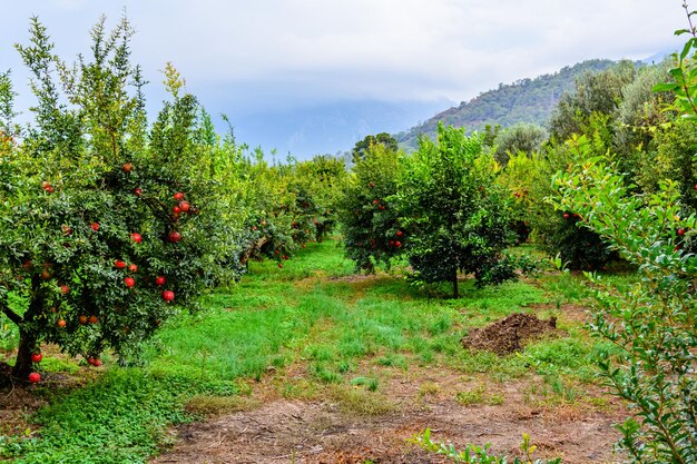 Molti alberi di melograno con frutti maturi al frutteto