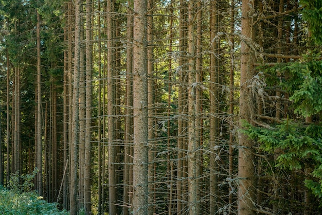 Molti alti tronchi d'albero nella grande foresta Ambiente Crescita delle piante Serenità Incantevole Silenzio Luce solare Boschetto Mattina Botanica Idillio Tronco d'albero Secco