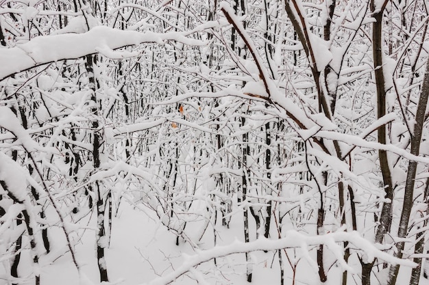 Molti arbusti e alberi con molta neve in inverno