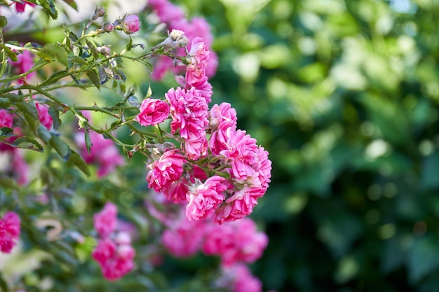 Molti bei fiori di rosa che crescono nel giardino estivo