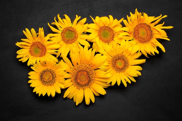 Molti bei girasoli gialli sul nero