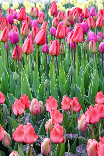 Molti bei tulipani in giardino.