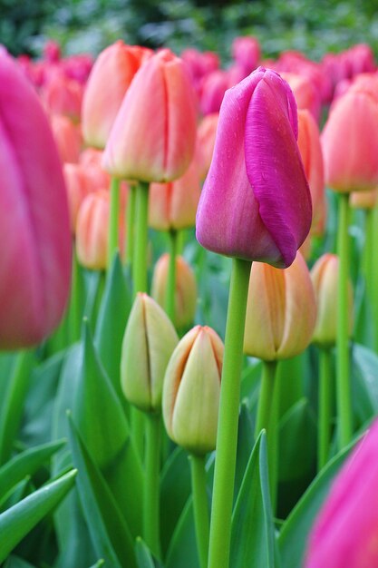 Molti bei tulipani in giardino.