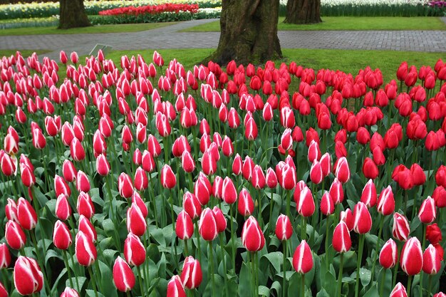 Molti bei tulipani in giardino.