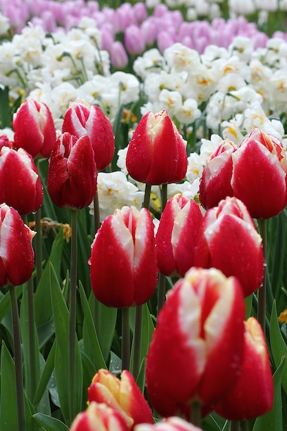 Molti bei tulipani in giardino.