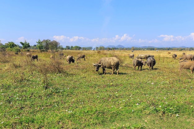 Molti bufali tailandesi mangiano erba nei campi in erba