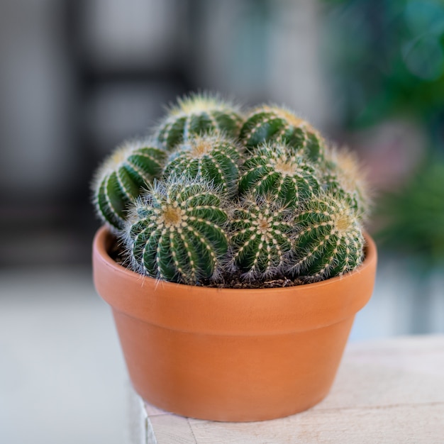 Molti cactus in un vaso giallo