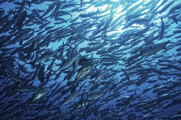 molti Caranx subacquei / grandi stormi di pesci, mondo sottomarino, sistema ecologico oceanico