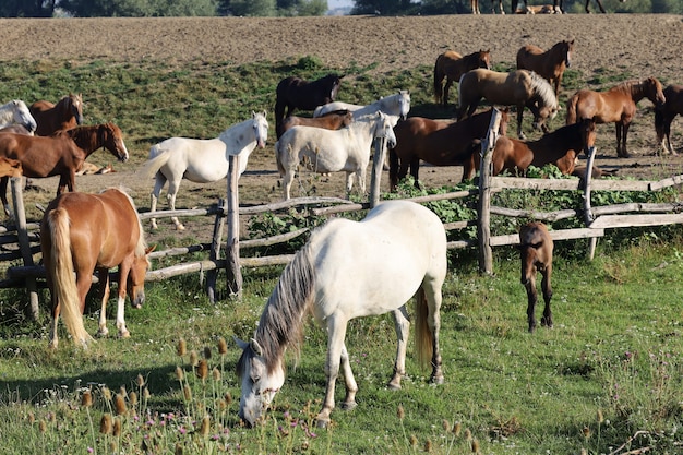 Molti cavalli pascolano nella fattoria