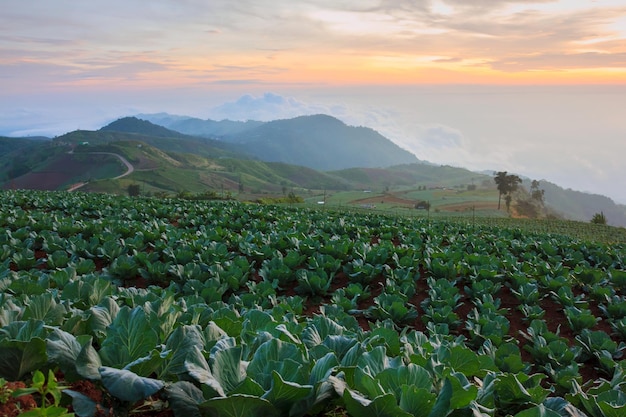 Molti cavoli verdi nei campi agricoli a Phutabberk Phetchabun Thailandia