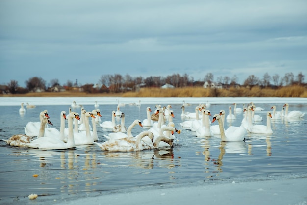 Molti cigni sul lago in una giornata invernale