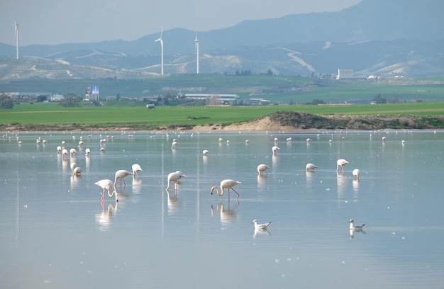 Molti fenicotteri rosa che si nutrono nel lago salato di Larnaca Cipro in acque calme