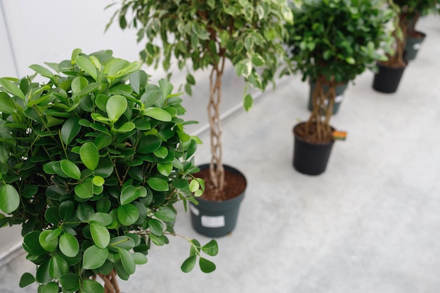 Molti ficus verdi nel negozio di giardino