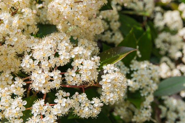 Molti fiori bianchi primaverili.