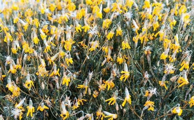 Molti fiori di calendula arancio secchi a base di erbe sfondo naturale spazio copia Calendula officinalis