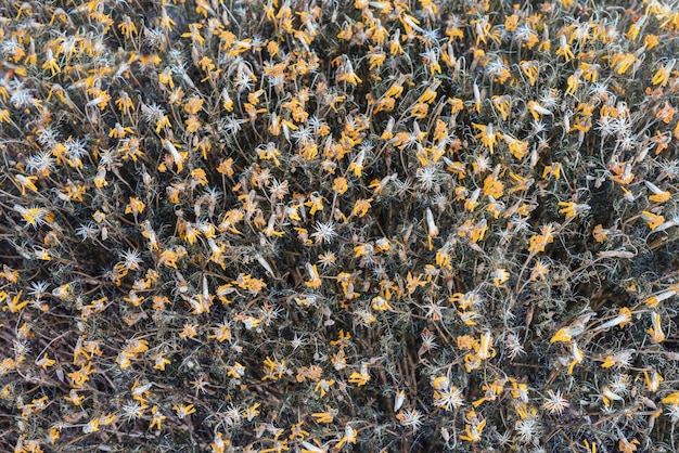 Molti fiori di calendula arancio secchi a base di erbe sfondo naturale spazio copia Calendula officinalis