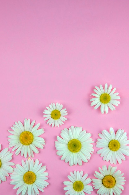 Molti fiori di camomilla di diverse dimensioni giacciono su uno sfondo rosa colorato nell'angolo in basso a destra, come se fossero sparsi