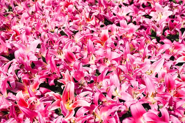 Molti fiori di giglio rosa sull'aiuola