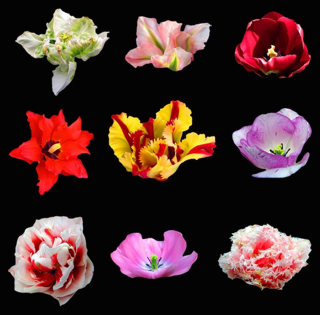 Molti fiori di tulipano di diverse varietà, colori e forme isolati sul nero. Fiori di sfondo