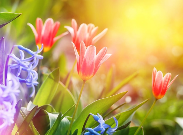 molti fiori di tulipano rosso macro foto