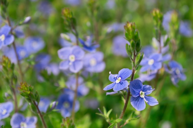 Molti fiori di Veronica Chamaedrys in campo con erba verde