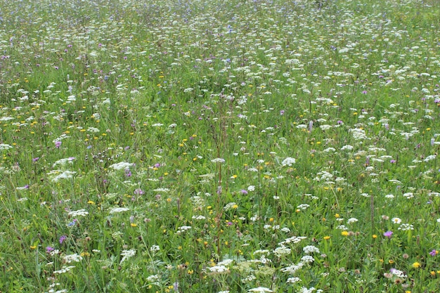 Molti fiori estivi crescono sul campo