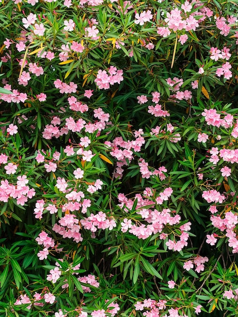 Molti fiori rosa chiaro di oleandro comune su un grande cespuglio