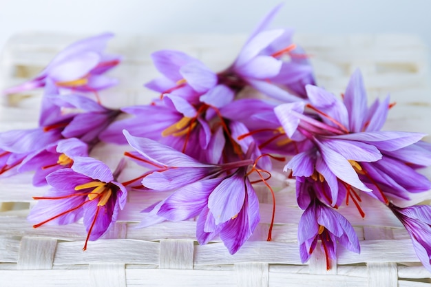 Molti fiori viola del crocus sativus isolati. La spezia più costosa.