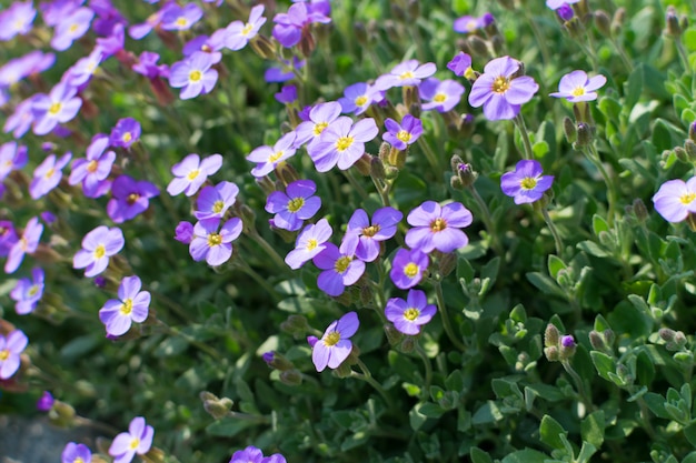 Molti fiori viola di aubrieta deltoidea o aubretia