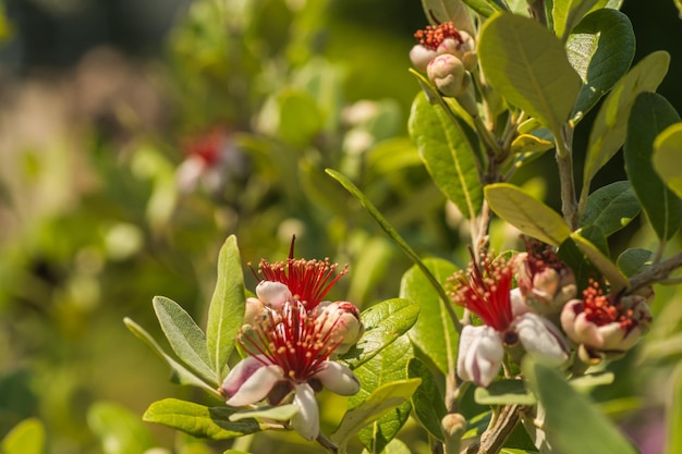 Molti fioriscono da un arbusto di guava