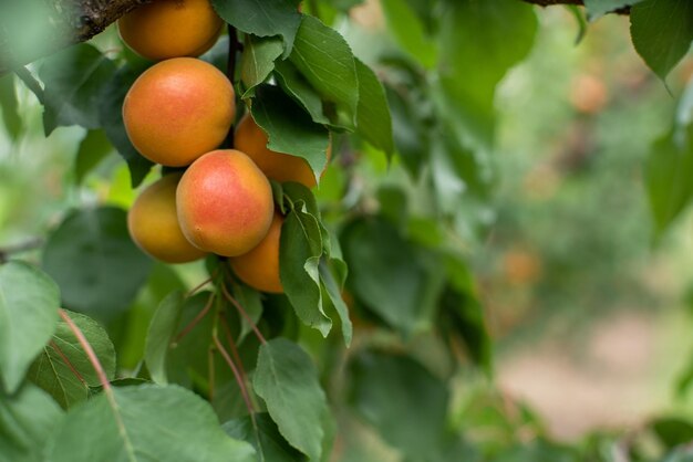 Molti frutti di albicocca su un albero in giardino in una luminosa giornata estiva Frutta biologica Cibo sano Albicocche mature