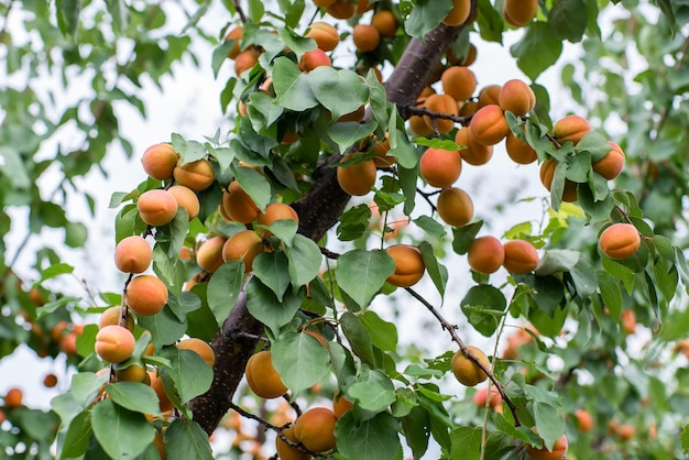 Molti frutti di albicocca su un albero in giardino in una luminosa giornata estiva Frutta biologica Cibo sano Albicocche mature