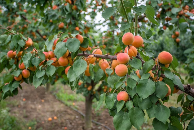 Molti frutti di albicocca su un albero in giardino in una luminosa giornata estiva Frutta biologica Cibo sano Albicocche mature