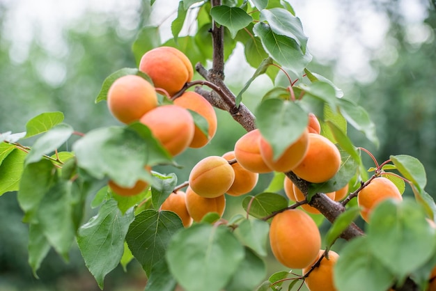 Molti frutti di albicocca su un albero in giardino in una luminosa giornata estiva Frutta biologica Cibo sano Albicocche mature