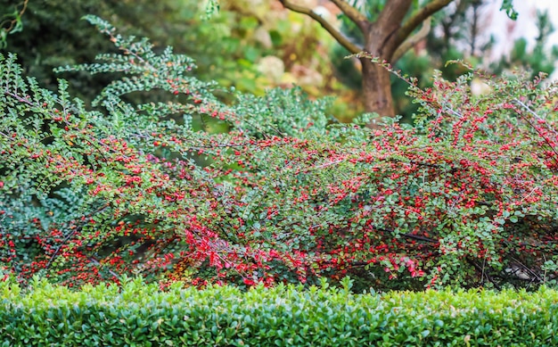 Molti frutti rossi sui rami di un cespuglio orizzontale di cotoneaster nel giardino in autunno