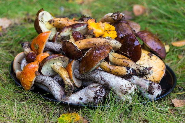 Molti funghi giacciono sull'erba