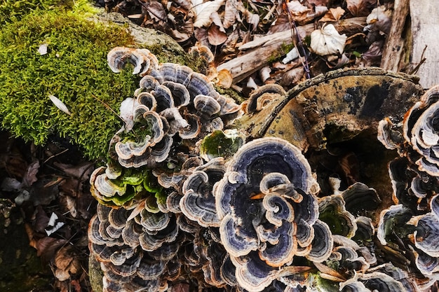 Molti funghi polipori colorati su un tronco d'albero