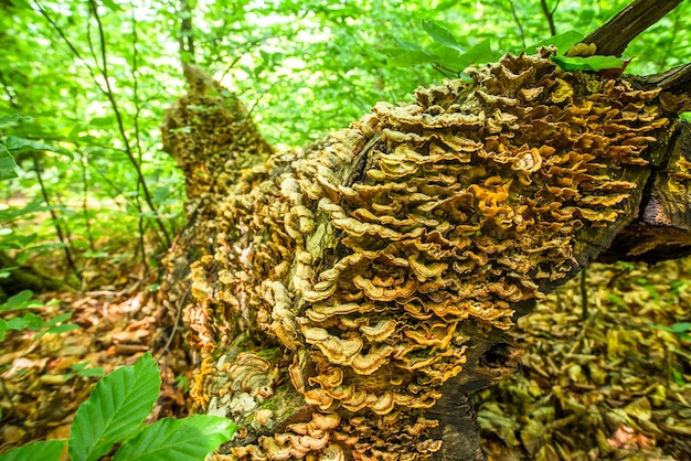 Molti funghi su un vecchio albero nella foresta