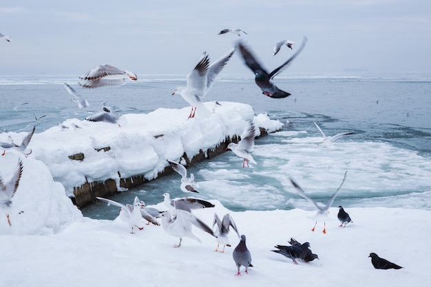 Molti gabbiani in volo sul lungomare della città sulla riva del mare ghiacciato nel pomeriggio invernale