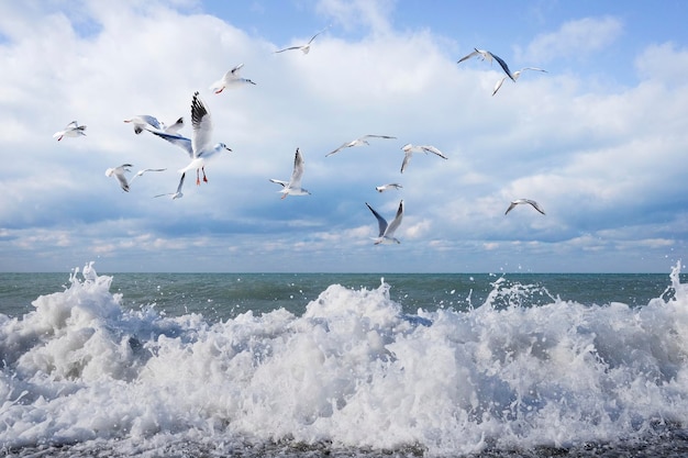 Molti gabbiani volano nel cielo nuvoloso blu sopra il mare durante il giorno