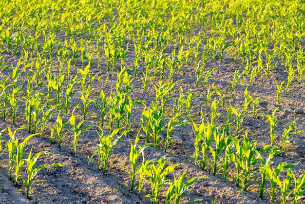 Molti germogli di mais giovane Campo verde di mais