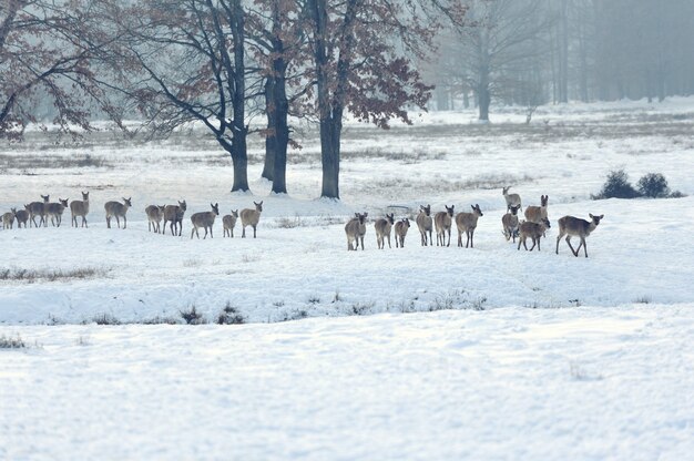 Molti giovani cervi nel prato invernale