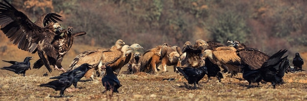 Molti grifoni (Gyps fulvus) e Cinerei (Aegypius monachus).