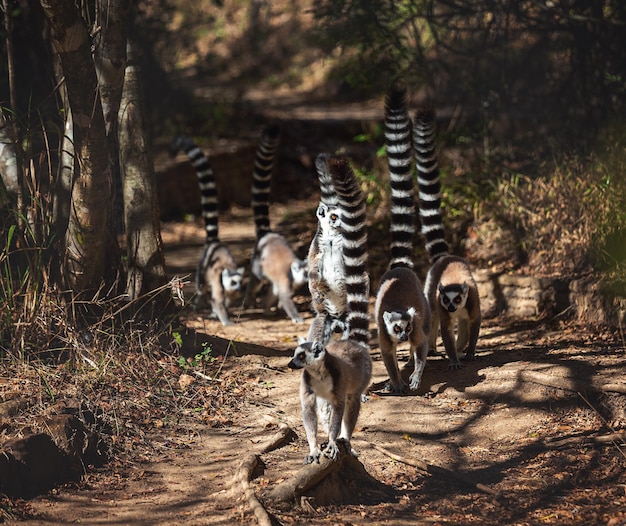 Molti lemuri a forma di anello percorrono il sentiero nel loro habitat naturale in Madagascar