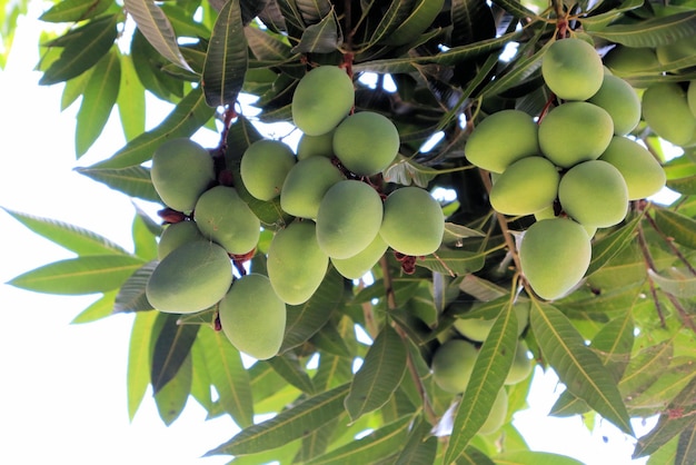 Molti manghi sull'albero, maturazione dei frutti