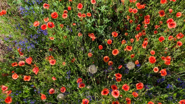 Molti papaveri rossi dei fiori selvaggi