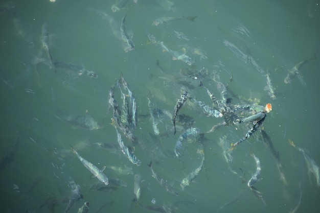 Molti pesci di mare affamati in acque agitate. animali marini schizzi di pesce