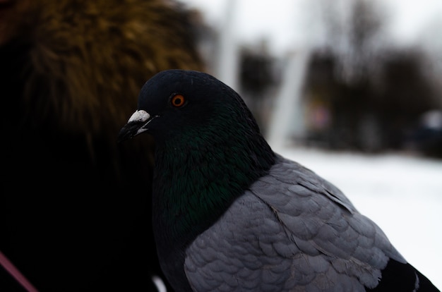 Molti piccioni. Piccioni in un mazzo e uno alla volta. Nutrire i piccioni. Gli uccelli in inverno. Macro di piccione, zampa rossa, coscia di piccione. Un uomo tiene in mano una colomba. Uccello che mangia con la mano