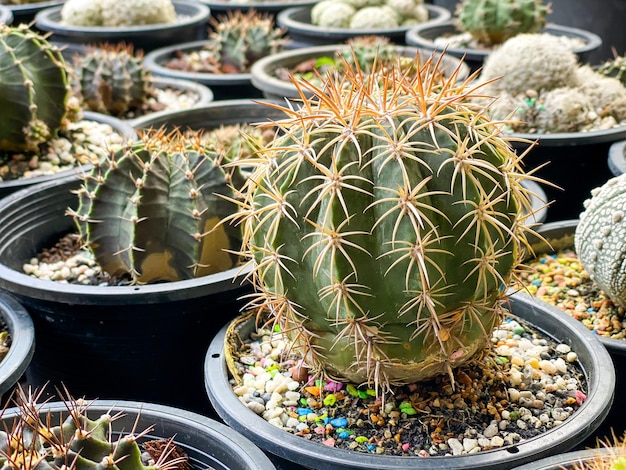 Molti piccoli cactus in pentola in vendita