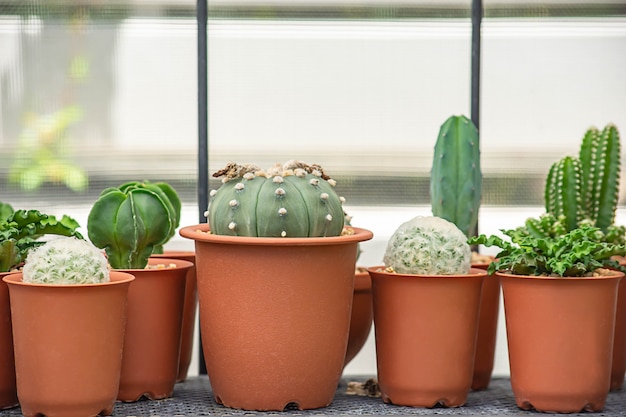 Molti piccoli cactus per la pianta decorativa sul tavolo.